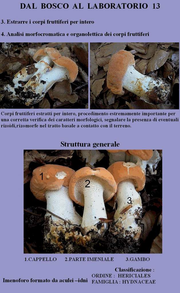 Dal Bosco al Laboratorio
